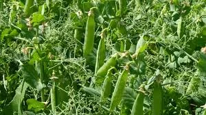 Семена желтого гороха сорт Царевич элита, 1 репродукция- фото № 1