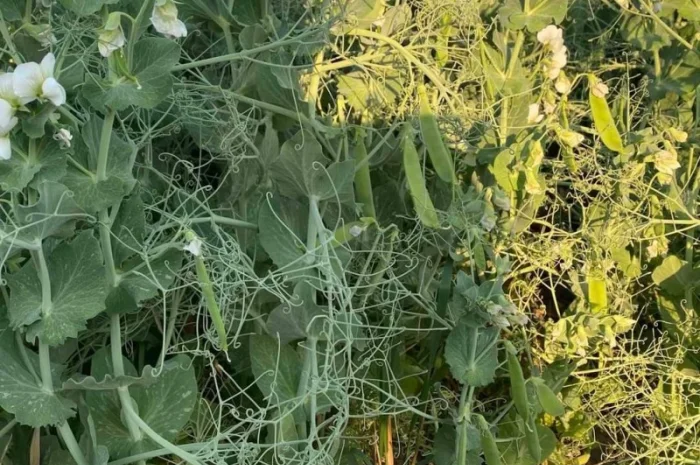 Озимый горох "НС Мороз" - высокоурожайный сорт- фото № 3