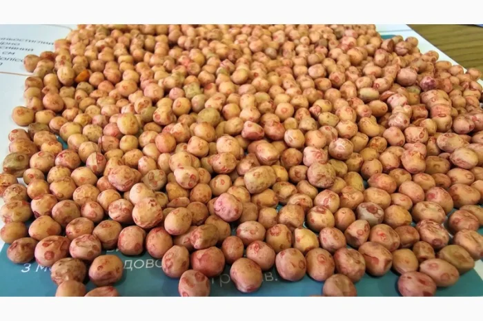Насіння озимого гороху сорт Нс Мороз 1 репродукція- фото № 1