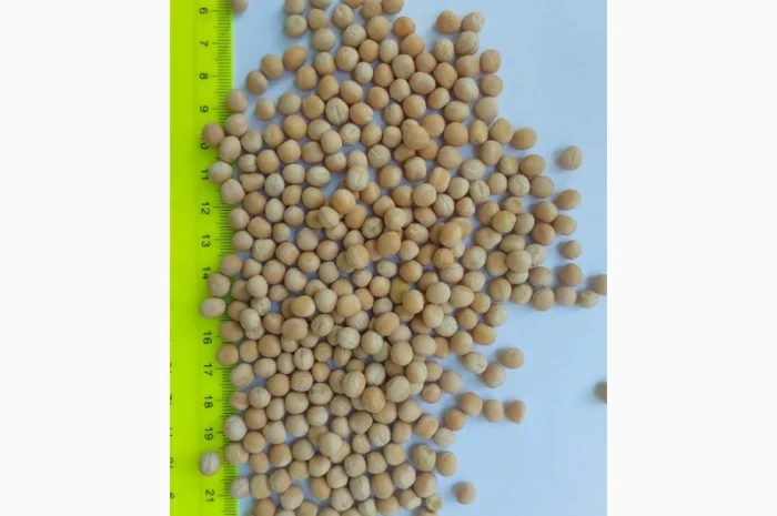 Горох жовтий на продажу- фото № 1