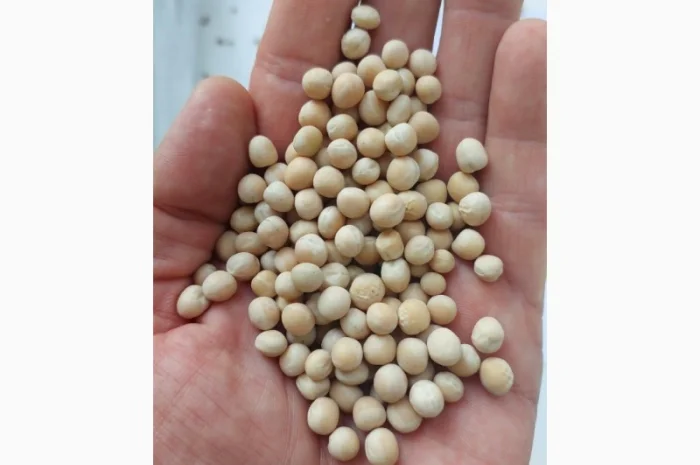 Горох жовтий на продажу- фото № 2