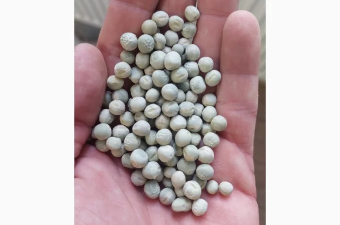 Горох зеленый, 150 тонн в наличии- фото № 2