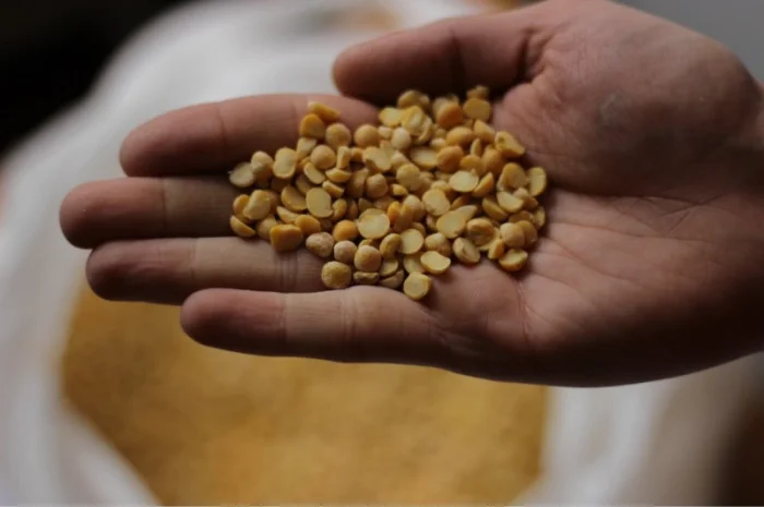 Продажа гороха от поставщика, объем 110 тонн- фото № 2