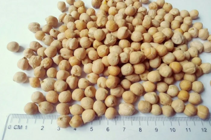 Продам горох. Від постачальника з 100 тонн- фото № 6