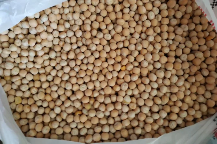 Продам горох. Від постачальника з 100 тонн- фото № 7