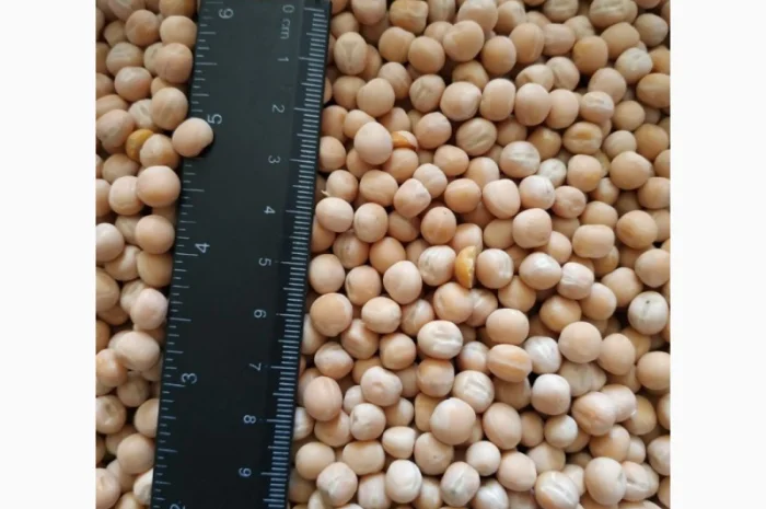 Продам горох. Від постачальника з 100 тонн- фото № 8