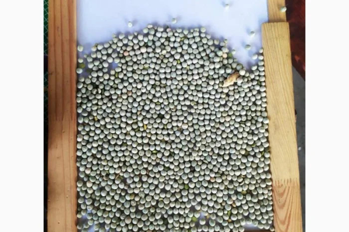 Продам сорго красное 50т., горох зелёный 50т., нут не калиброванный 66т., фасоль черная 23т- фото № 1