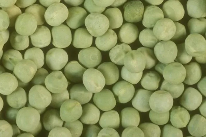 Купуємо горох ЖОВТИЙ ЗЕЛЕНИЙ- фото № 1