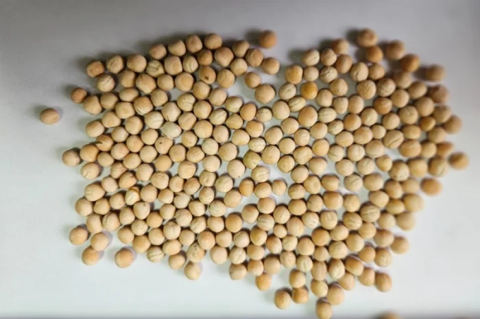 Продам Насіння Ярого Гороху- фото № 1