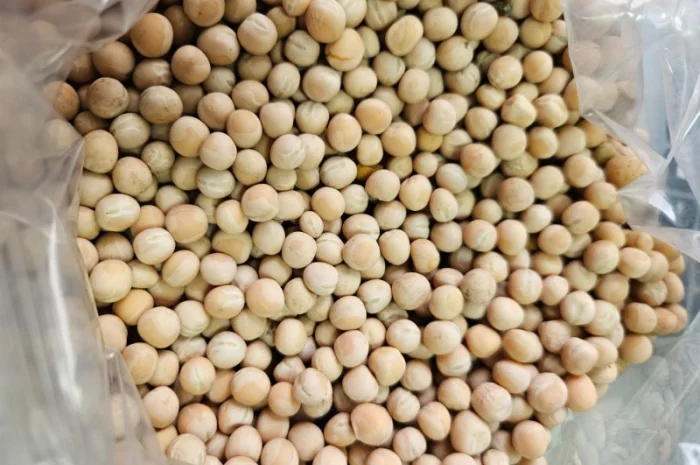 Продам Насіння Ярого Гороху- фото № 2