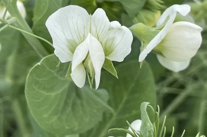 Насіння гороха Оплот – продаж- фото № 1