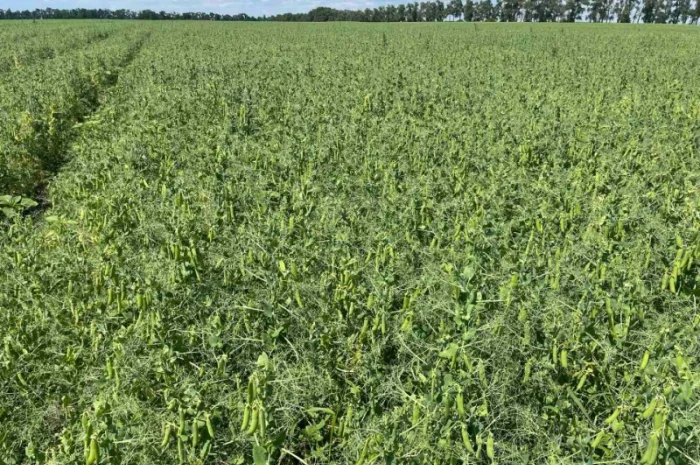 Насіння гороха Оплот – продаж- фото № 2