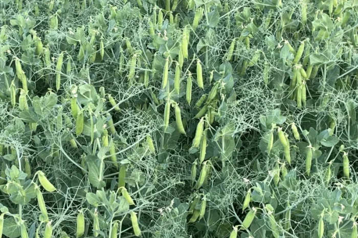 Насіння гороха Оплот – продаж- фото № 3