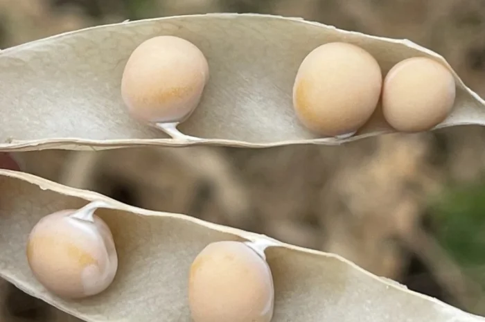 Насіння гороха Оплот – продаж- фото № 5