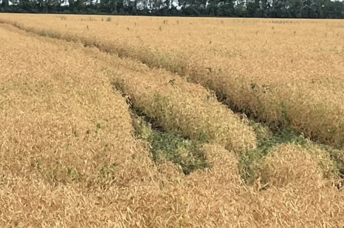 Горох посевной Оплот – сорт для вашего урожая- фото № 4