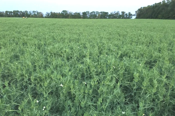 Горох посевной Оплот – сорт для вашего урожая- фото № 3