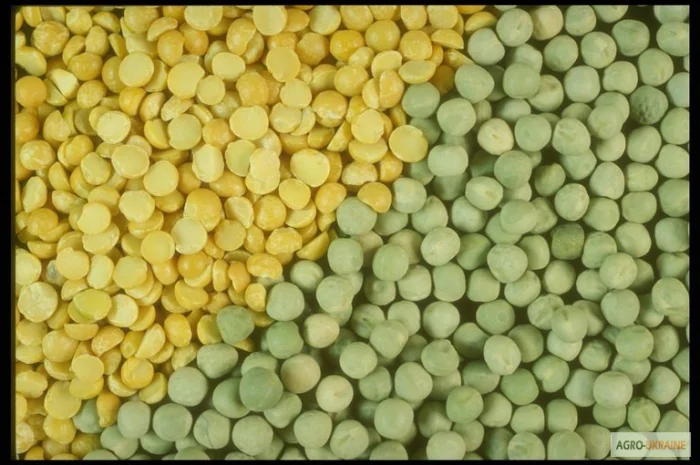 Купую жовтий та зелений горох, половинки і відходи- фото № 1