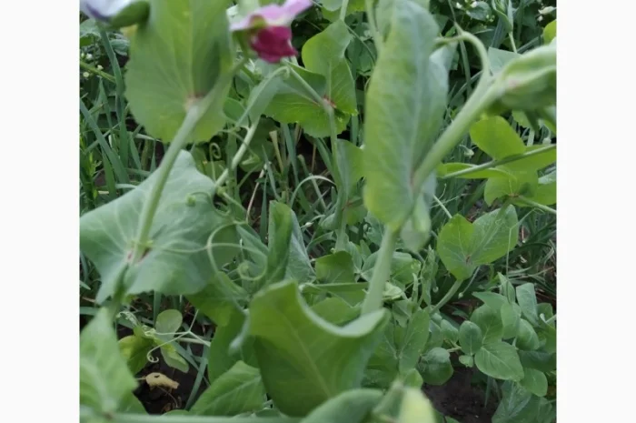 Редкие сорта гороха.Тетрагонолобус, Синий нос, Серый рижский- фото № 1