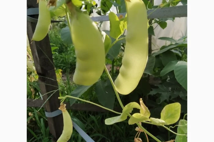 Редкие сорта гороха.Тетрагонолобус, Синий нос, Серый рижский- фото № 2