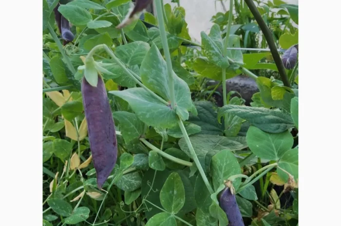 Редкие сорта гороха.Тетрагонолобус, Синий нос, Серый рижский- фото № 3