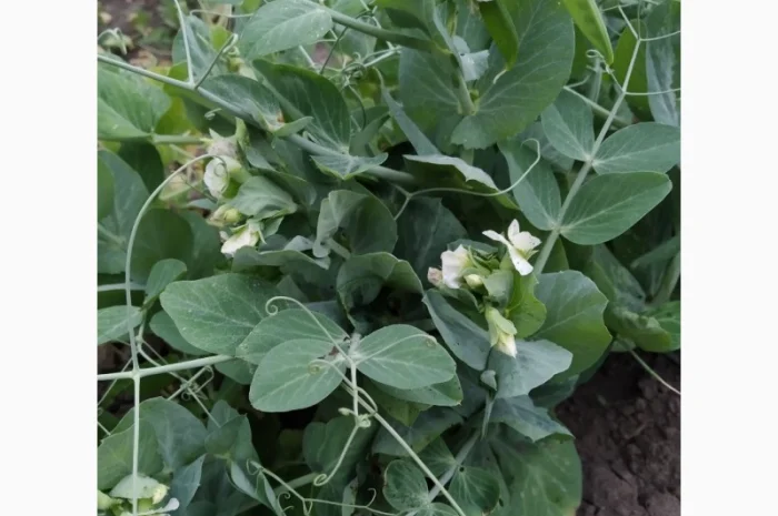 Редкие сорта гороха.Тетрагонолобус, Синий нос, Серый рижский- фото № 4