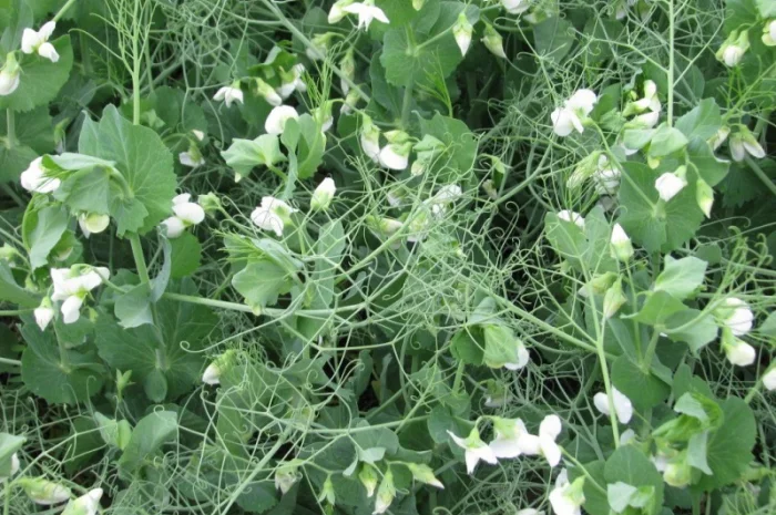 Семена озимого гороха НС Мороз – высокоурожайный сорт- фото № 1