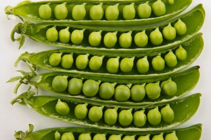 Горох насіння сорт "Оплот" 1р- фото № 1