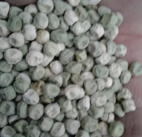 Продам горох сахарный Альфа, Одесская обл, Большой Дальник- фото № 1