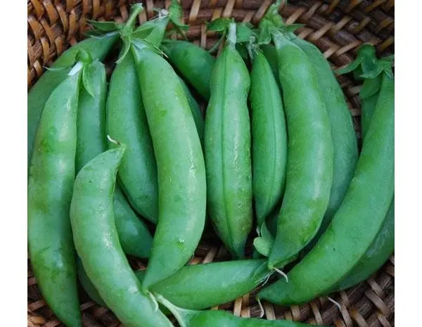 Продам горох зеленый- фото № 1