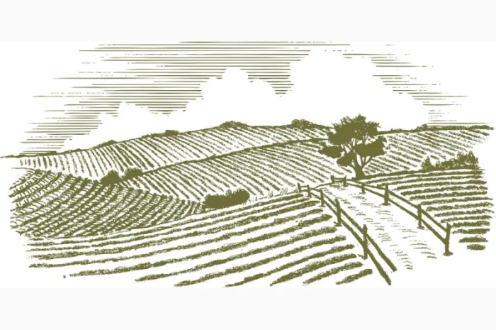 Купуємо горох на переробку з самовивозом протягом року- фото № 1