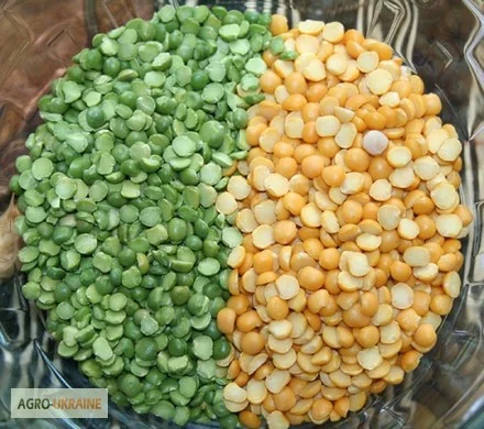 Куплю желтый и зеленый горох с самовывозом- фото № 1