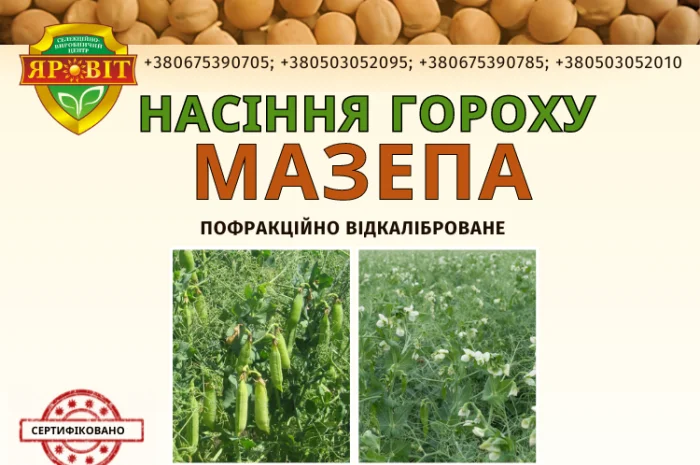 Горох посевной среднего срока созревания- фото № 1