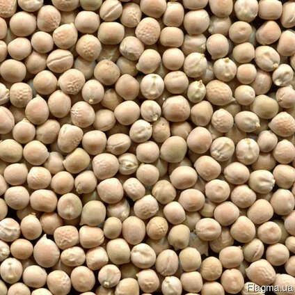 Закупаем желтый горох оптом- фото № 1