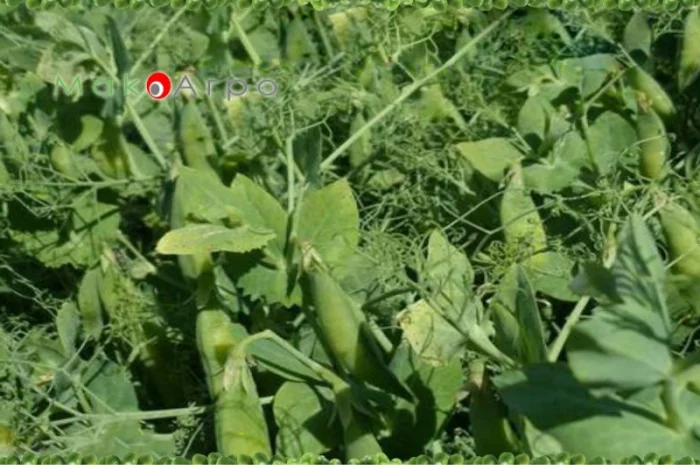 Горох НС Мороз – ультра ранній сорт- фото № 1