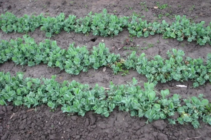 Озимый горох НС Мороз – репродукция- фото № 1