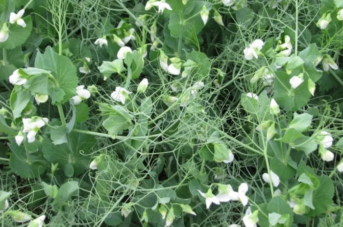 Горох озимый Мороз 2 репродукция в продаже- фото № 1