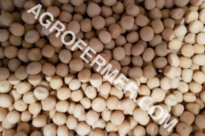 Семена канадского трансгенного гороха VERNON- фото № 1