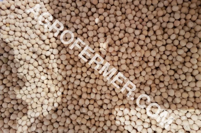 Семена канадского трансгенного гороха VERNON- фото № 2