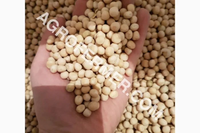 Семена канадского трансгенного гороха VERNON- фото № 3