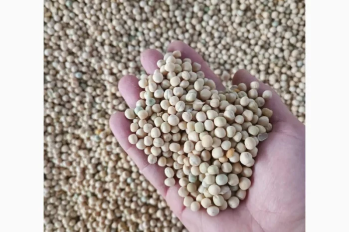 Куплю желтый горох оптом- фото № 1