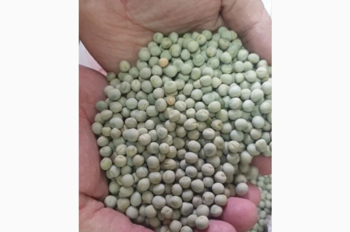 Продам горох зелений- фото № 1