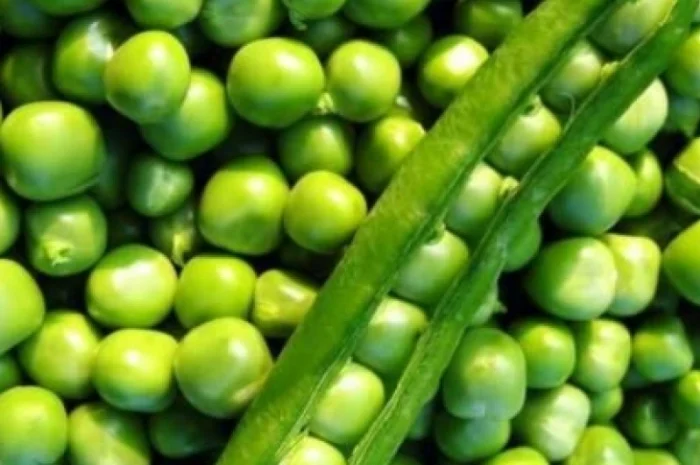 Насіння озимого гороху Selgen Балтрап- фото № 1