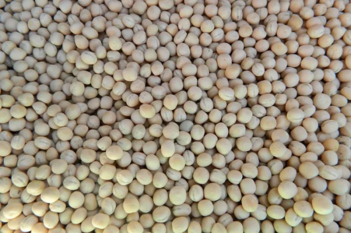 Покупаем желтый горох оптом- фото № 1
