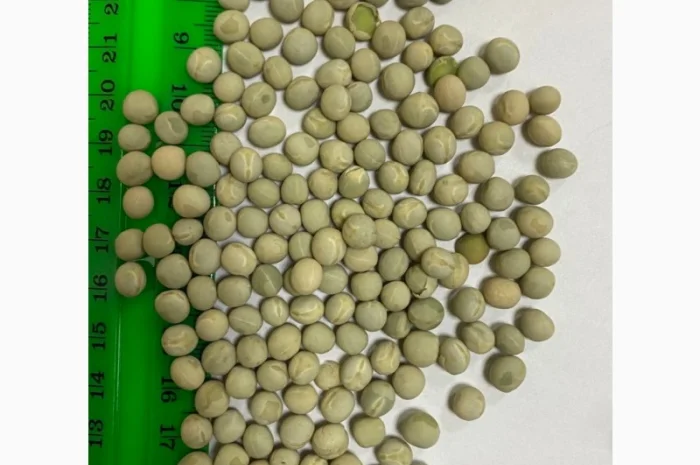 Купуємо Горох Зелений- фото № 1