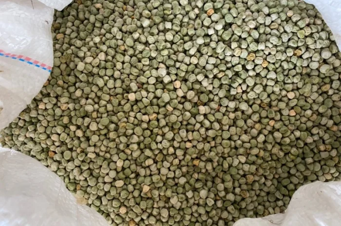 Продается семена сахарного гороха- фото № 1