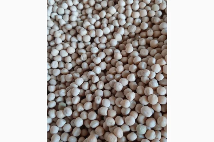 Горох озимий сорт "Баллтрап" СН1- фото № 1