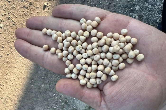 Горох озимий сорт "Баллтрап" СН1- фото № 2