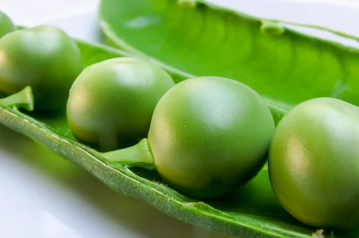 Семена гороха VERNON – канадский трансгенный сорт элита- фото № 1