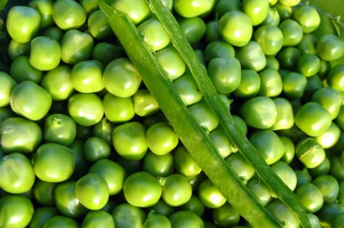 Семена гороха VERNON – канадский трансгенный сорт элита- фото № 2