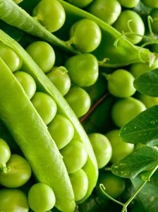 Семена гороха VERNON – канадский трансгенный сорт элита- фото № 5